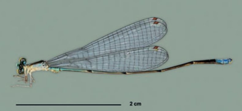 Aciagrion-bapepe