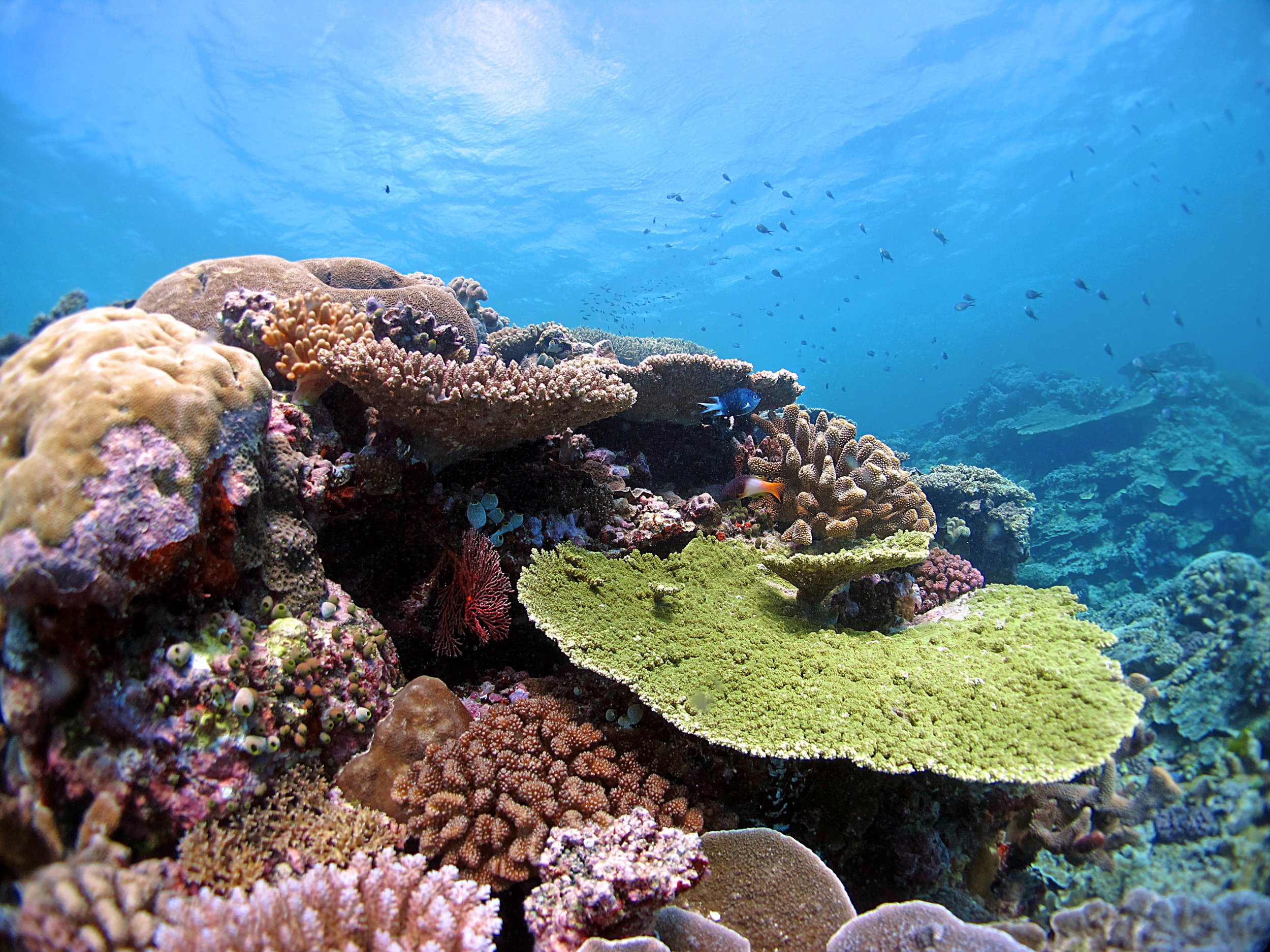 Great Barrier Reef coral bounces back, but global warming still a risk -  The Washington Post