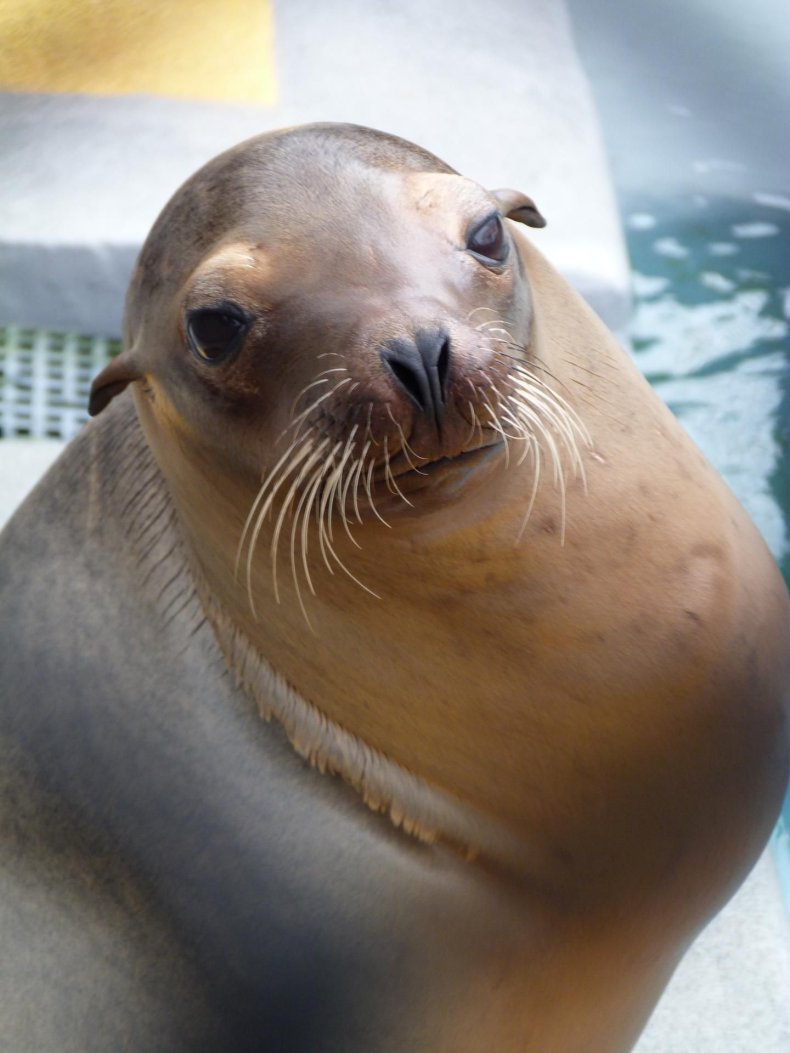 sea-lion-rehab sea-lion-rehab
