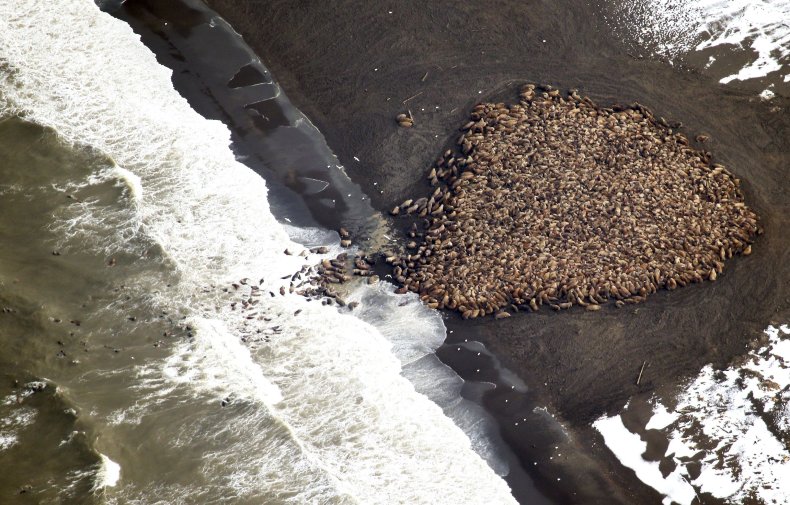 Walruses clustered on land in Alaska