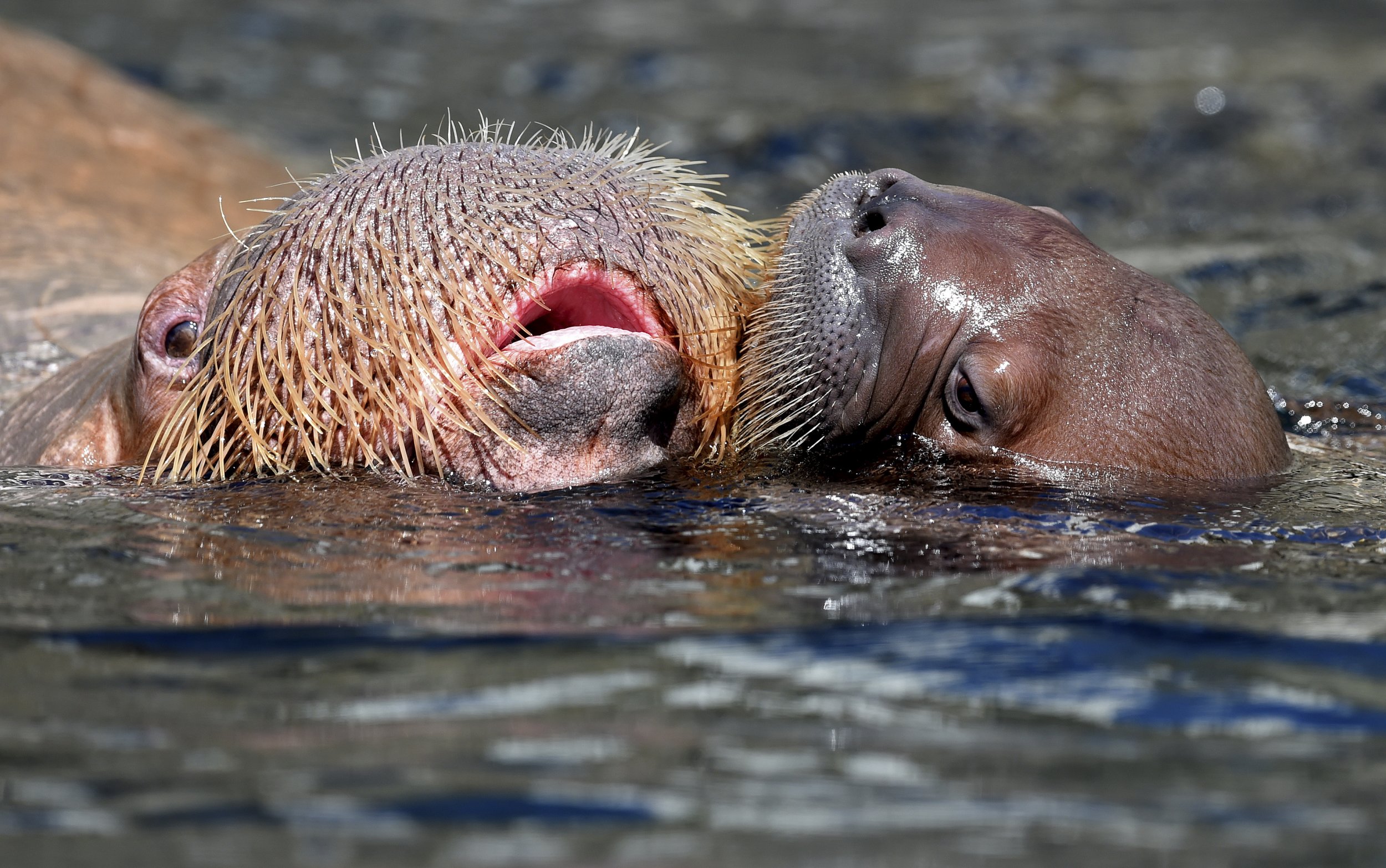 Walruses in trouble in the Arctic