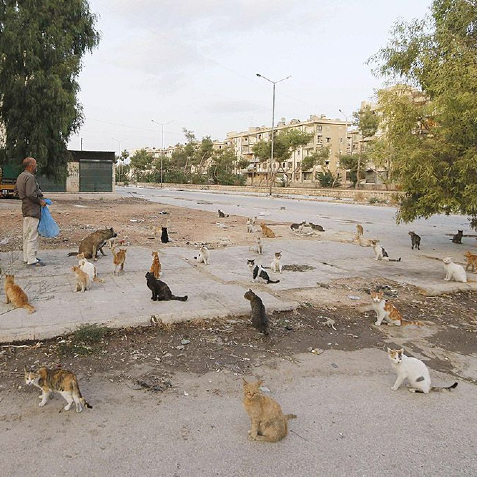 Syria's Cat Calamity: War Is Hell for Pets, Too Syria's Cat Calamity: War Is Hell for Pets, Too