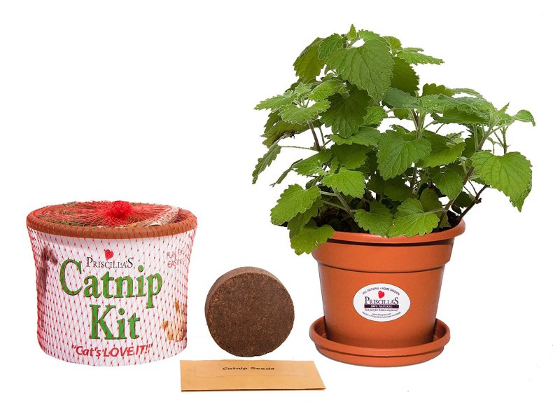 12_25_GG_Catnip