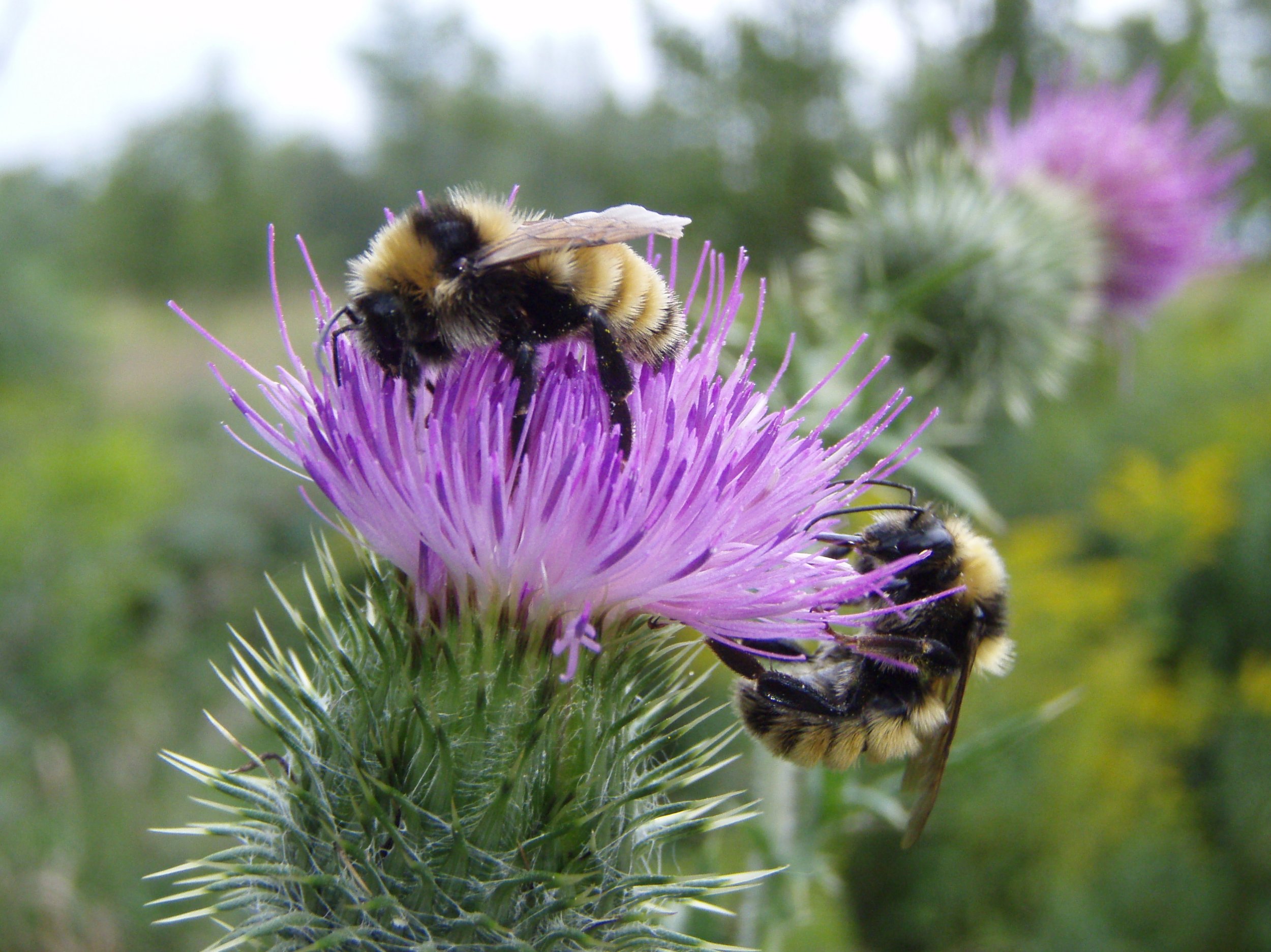 12_21_bee_decline