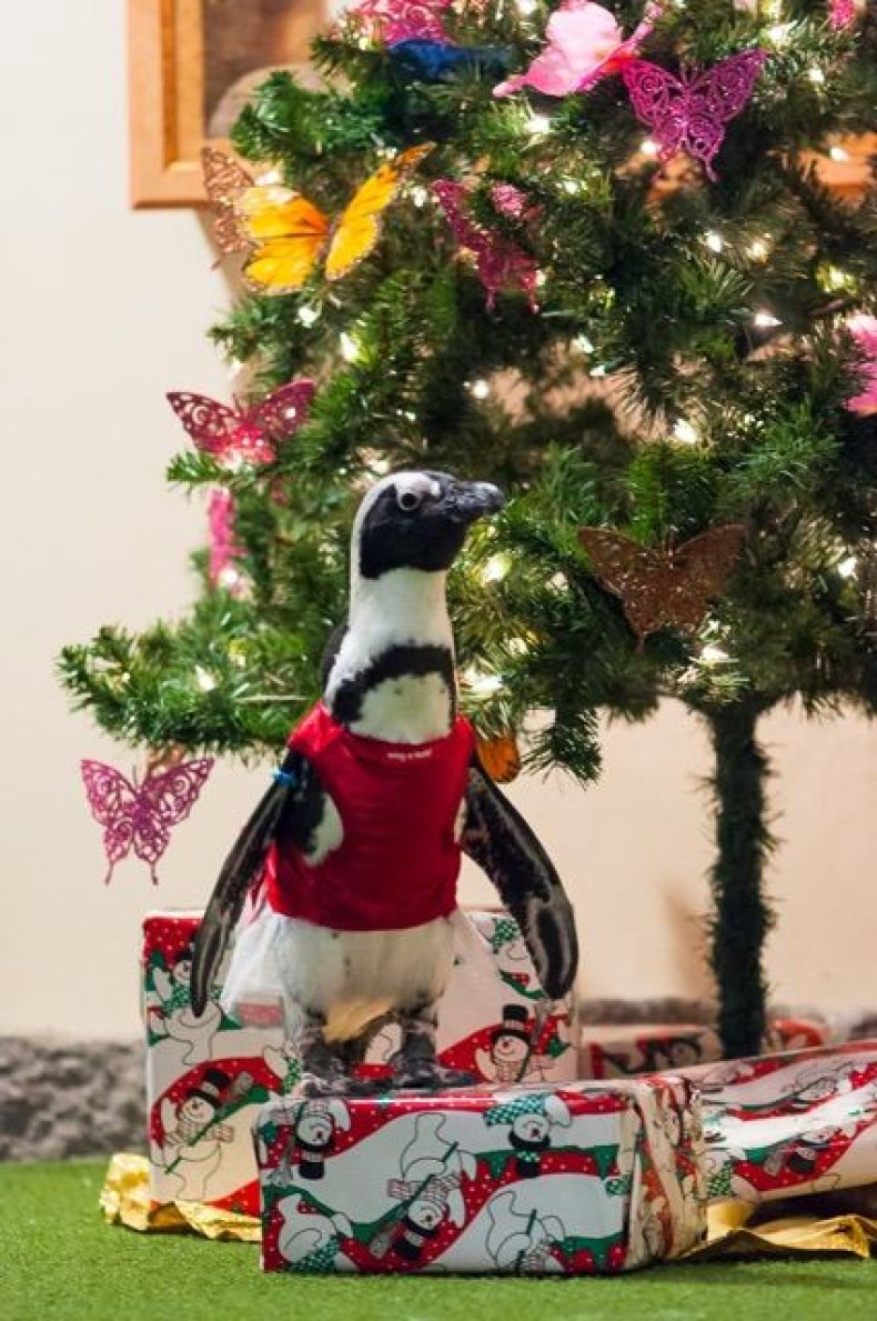 1221penguin2