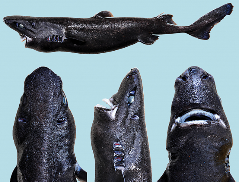 Scientists Find an All-Black, Glowing Shark Species: the Ninja Lanternshark