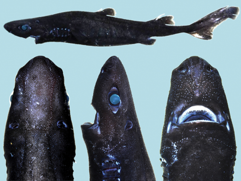 Arena para frío Scientists Find an All-Black, Glowing Shark Species: the Ninja Lanternshark