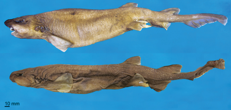 dusky-snout-catshark