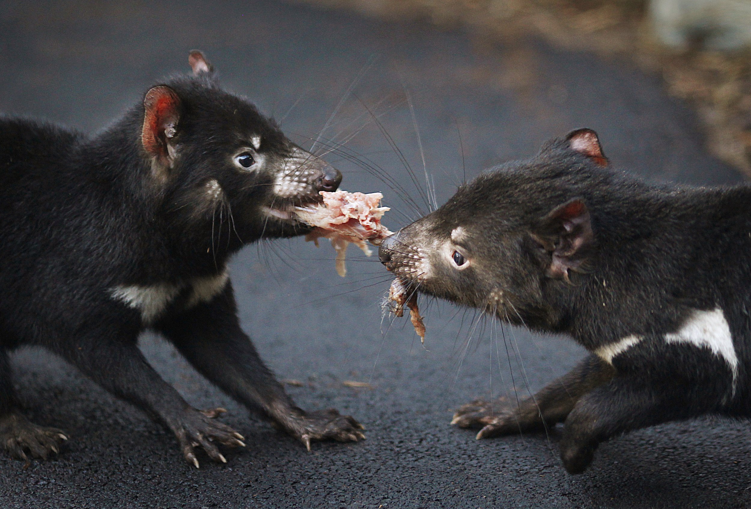 Tasmanian Devil Facts, Size, Bite, Diet and More