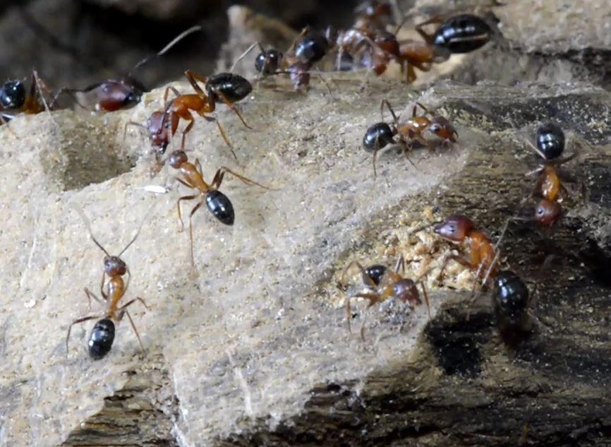 Florida-carpenter-ants