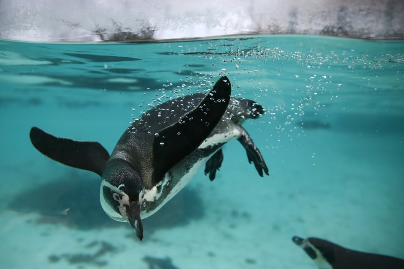 14londonzoo6