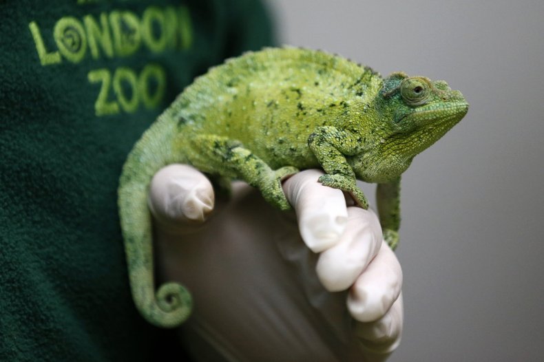 14londonzoo8