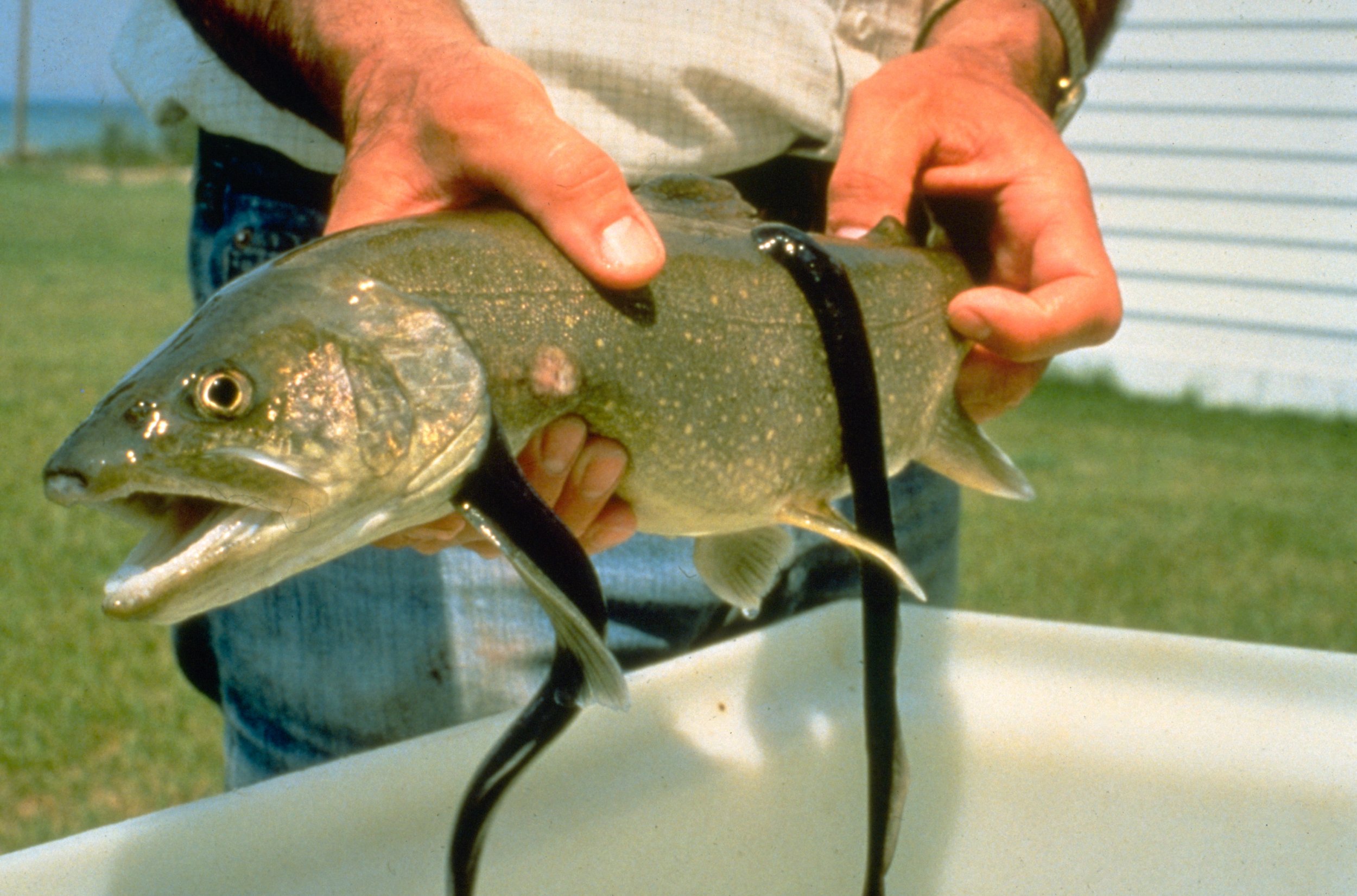 sex-pheromone-used-to-trap-invasive-lamprey