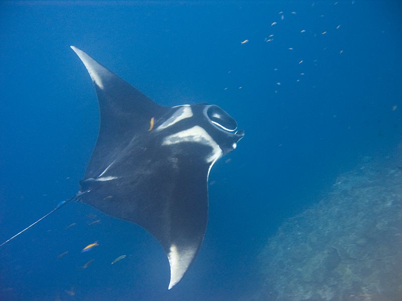 Manta_birostris-Thailand4