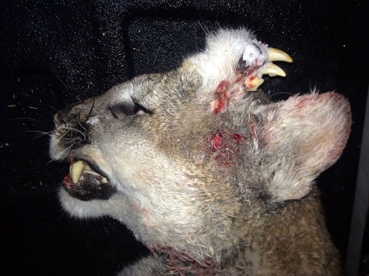 Deformed Mountain Lion With Teeth Growing Out of Head Puzzles Biologists