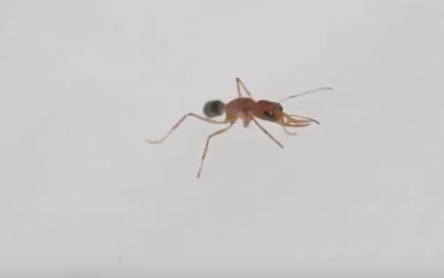 indian-jumping-ants