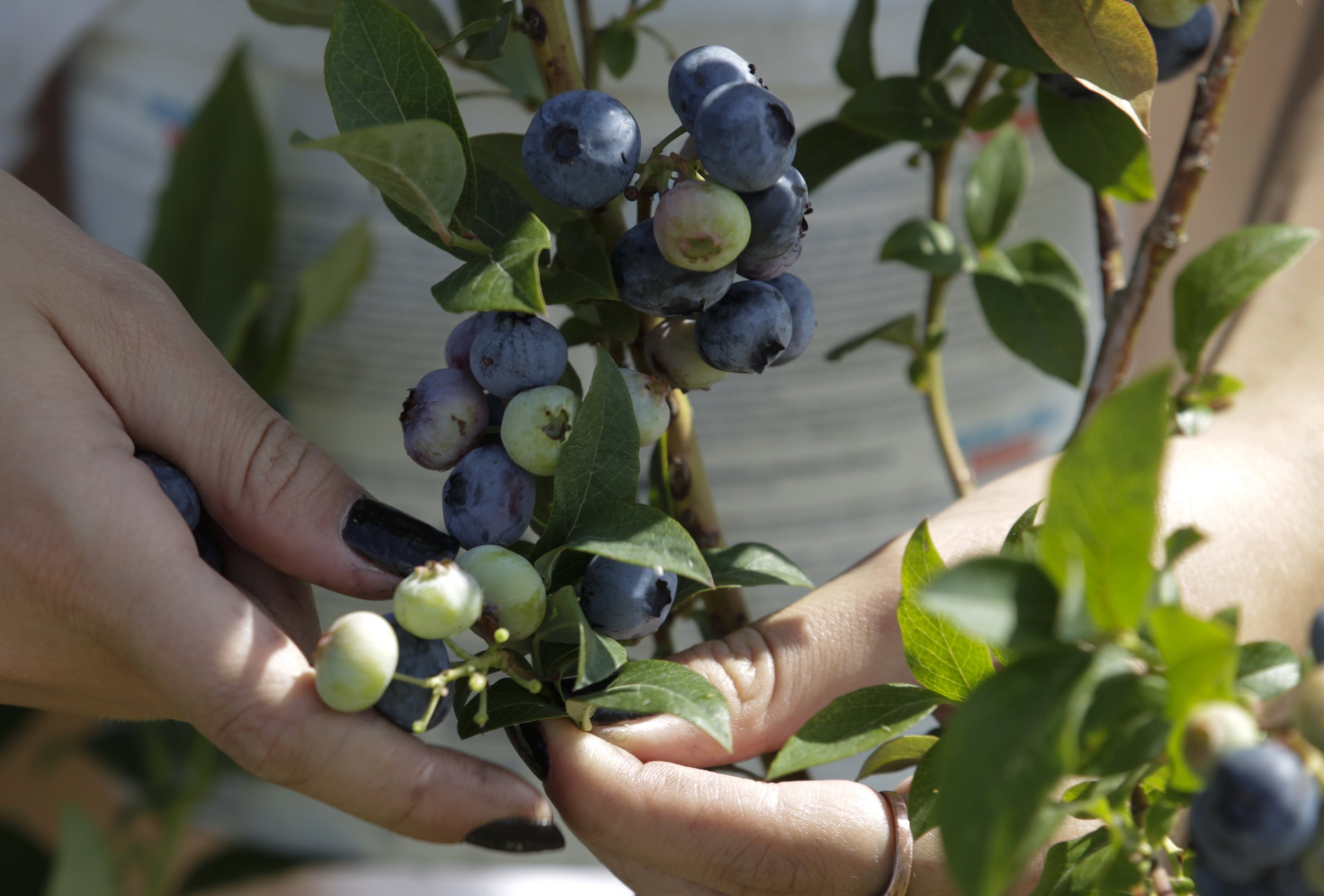 Eating Fruit Reduces Erectile Dysfunction Risk