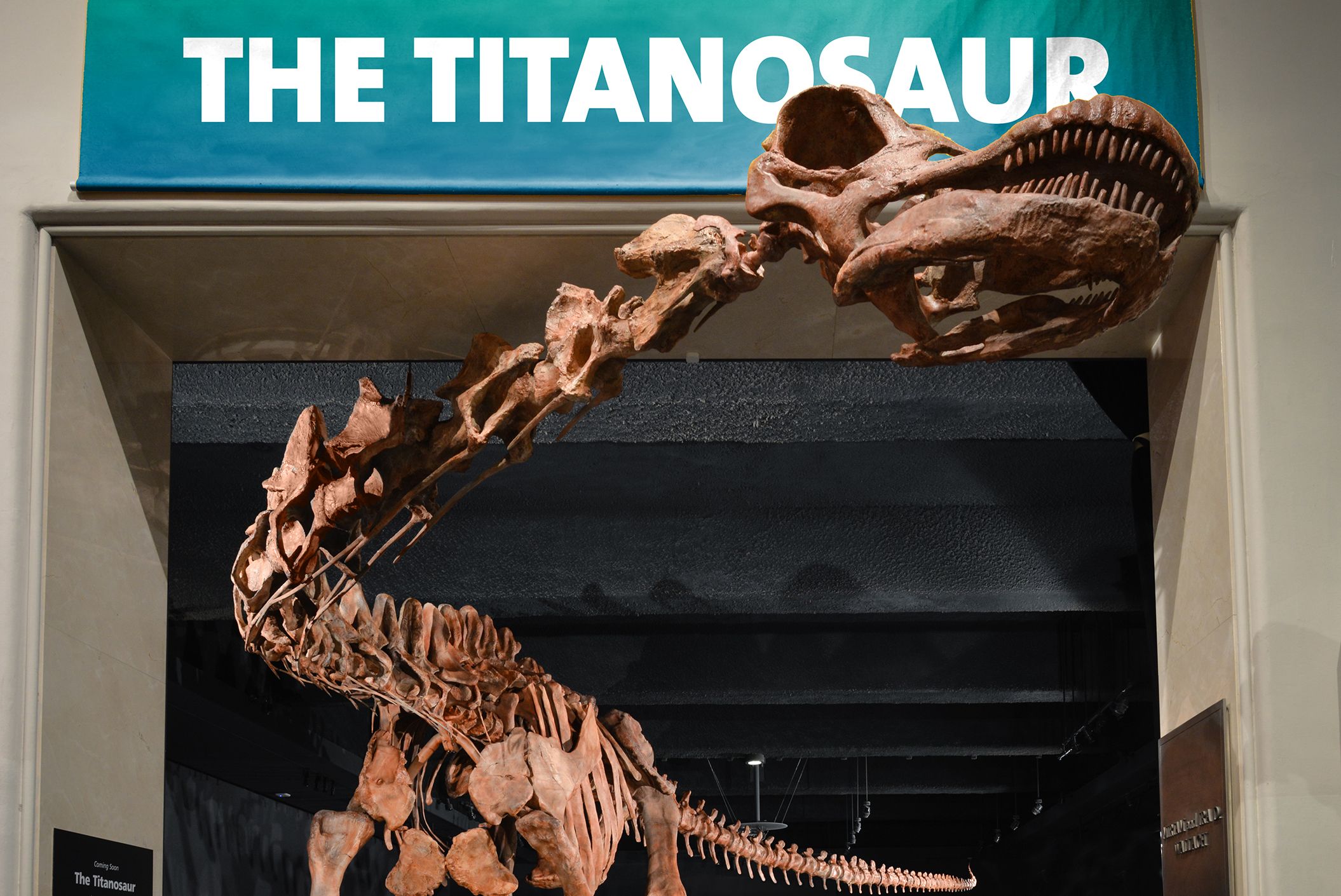 titanosaurus dinosaur