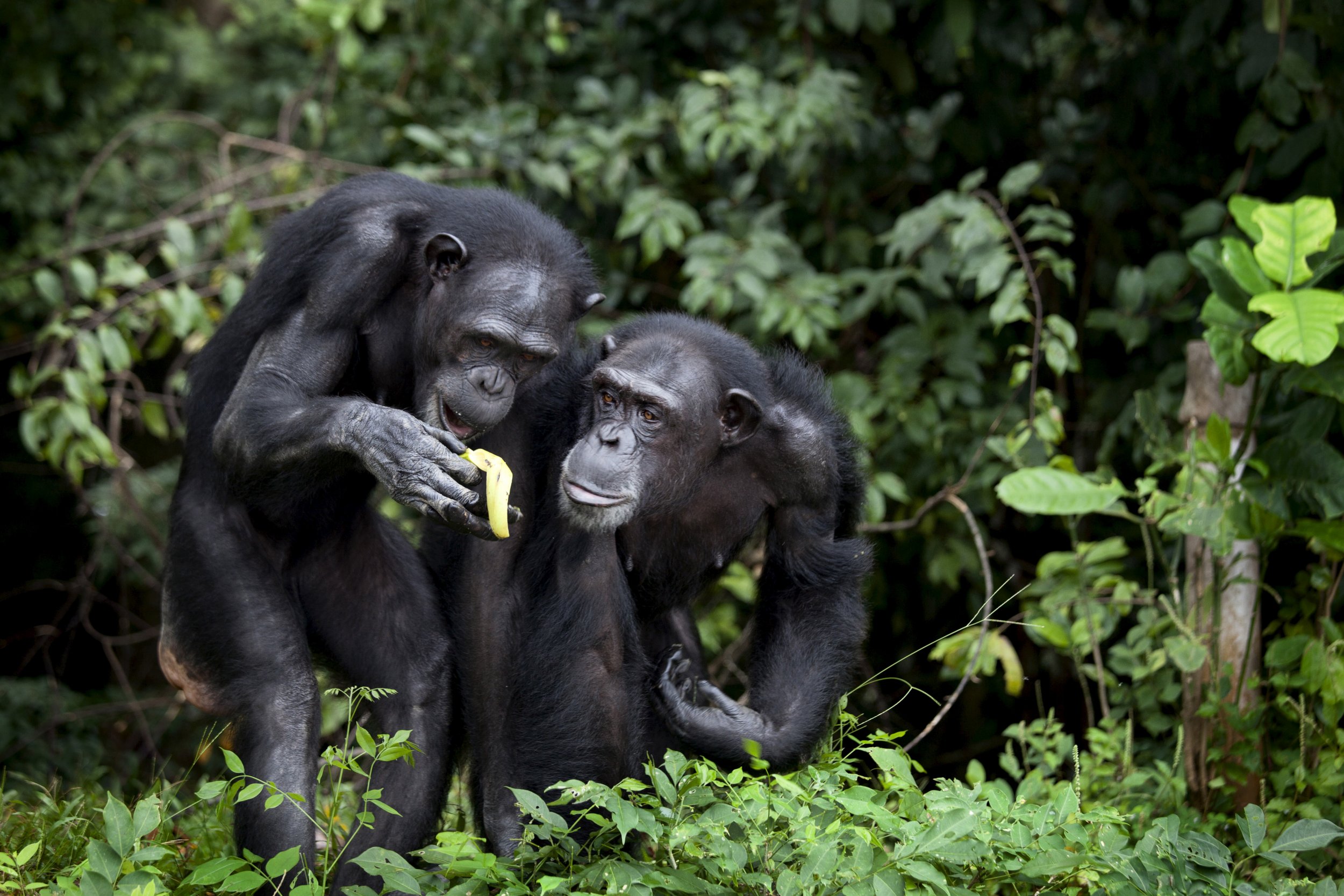 Chimpanzees.14Jan2015