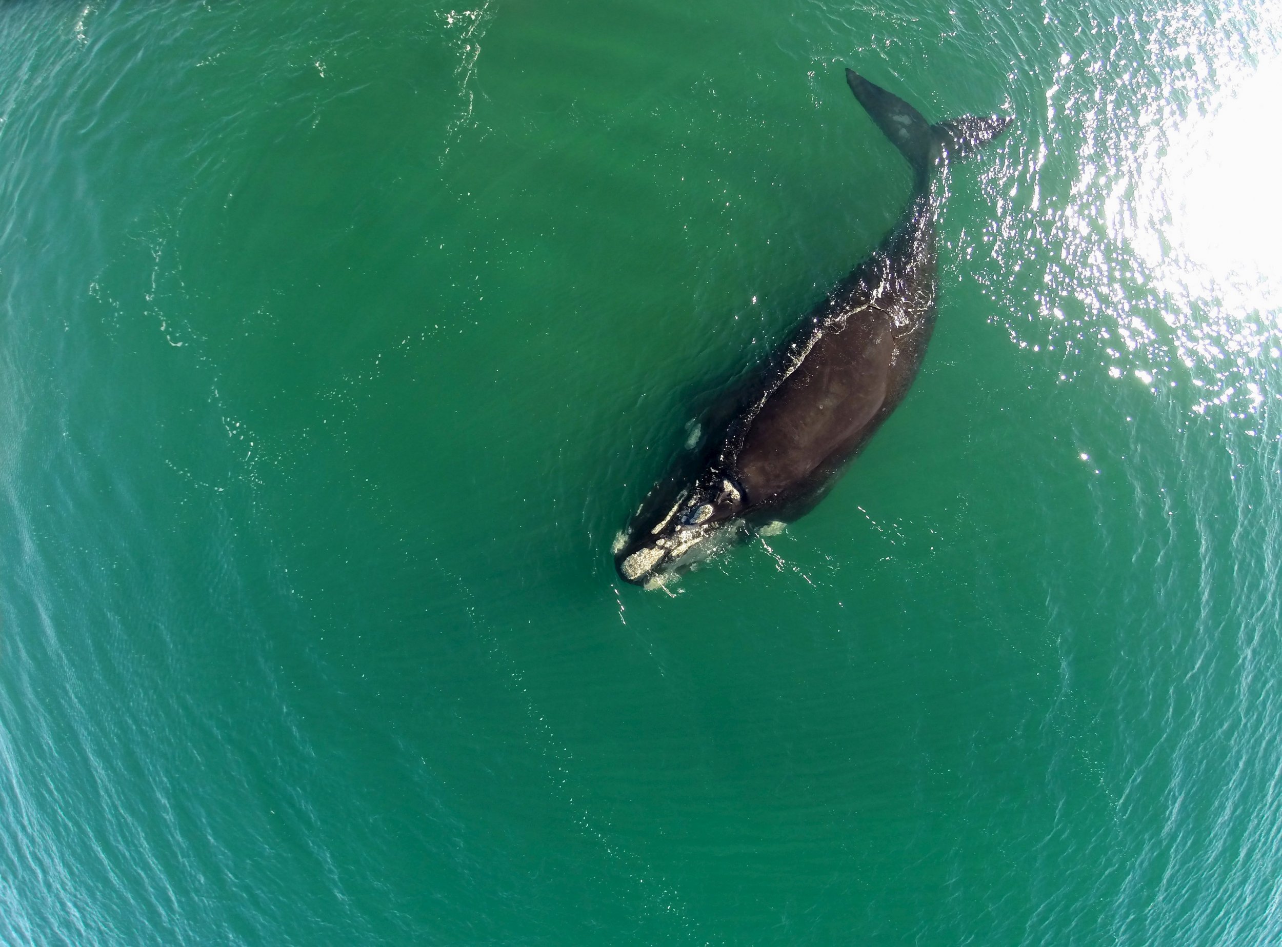 whale facial recognition endangered right
