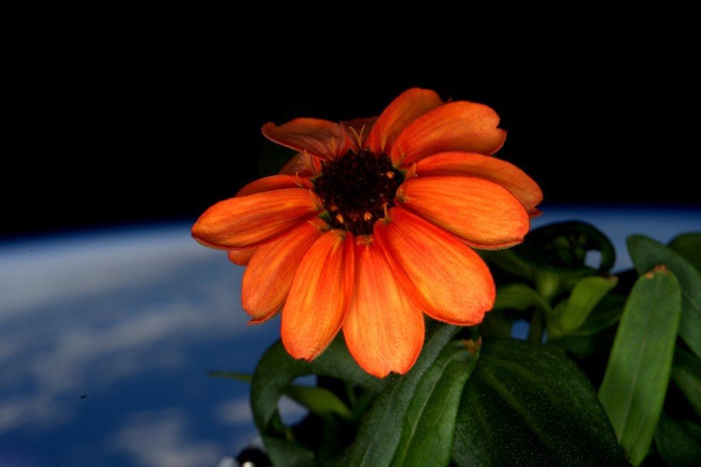 space flower NASA Scott Kelly