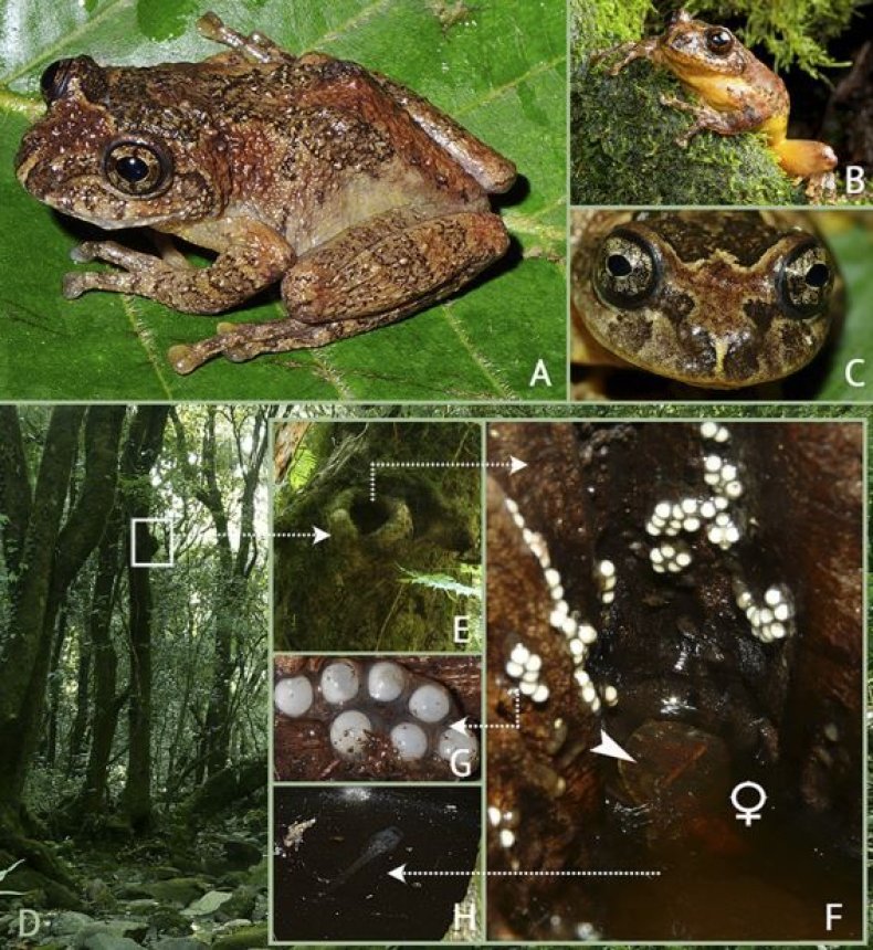new-frog
