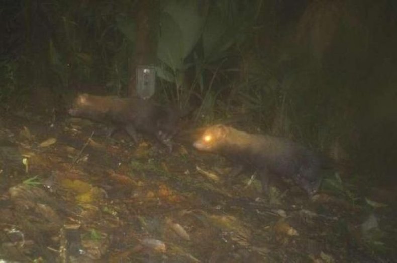 bush-dogs-2