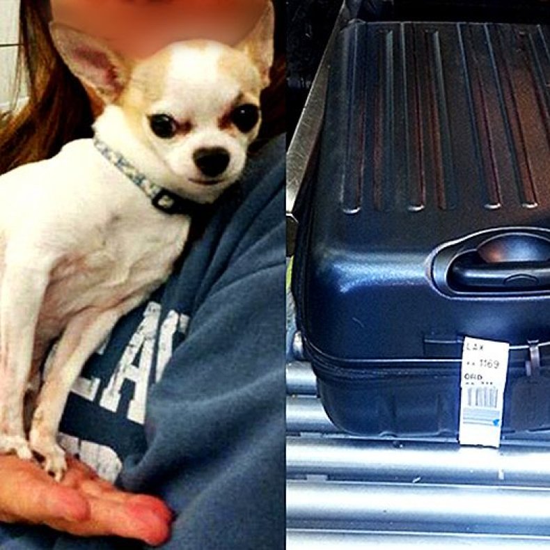 1-22-16 TSA chihuahua