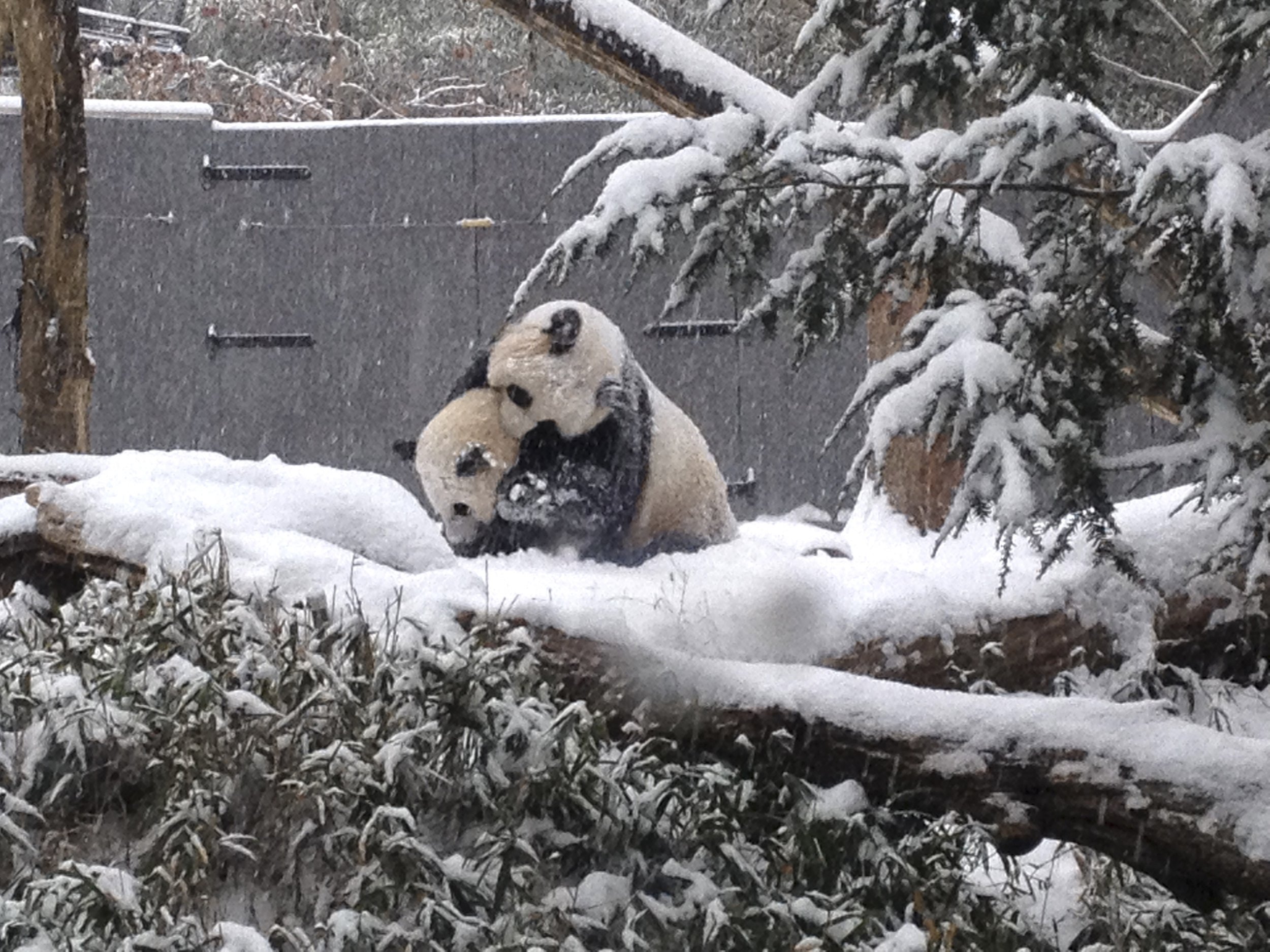 Pandas in the Snow