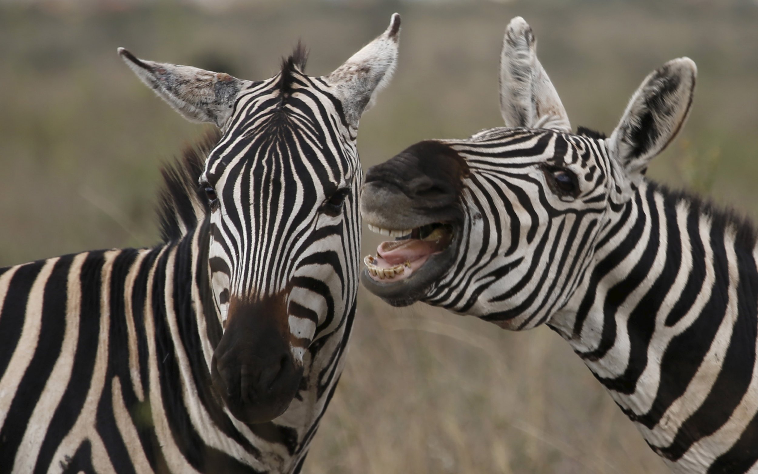 Zebra Stripes Aren't Camouflage and Don't Deter Predators