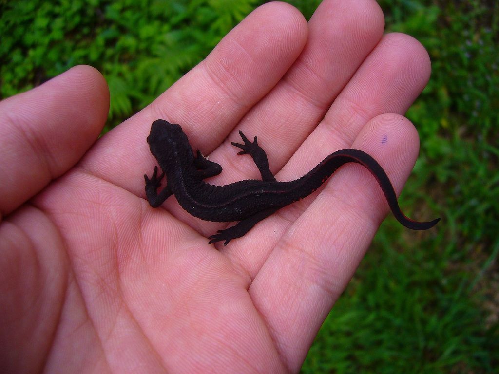 Japanese-fire-belly-newt
