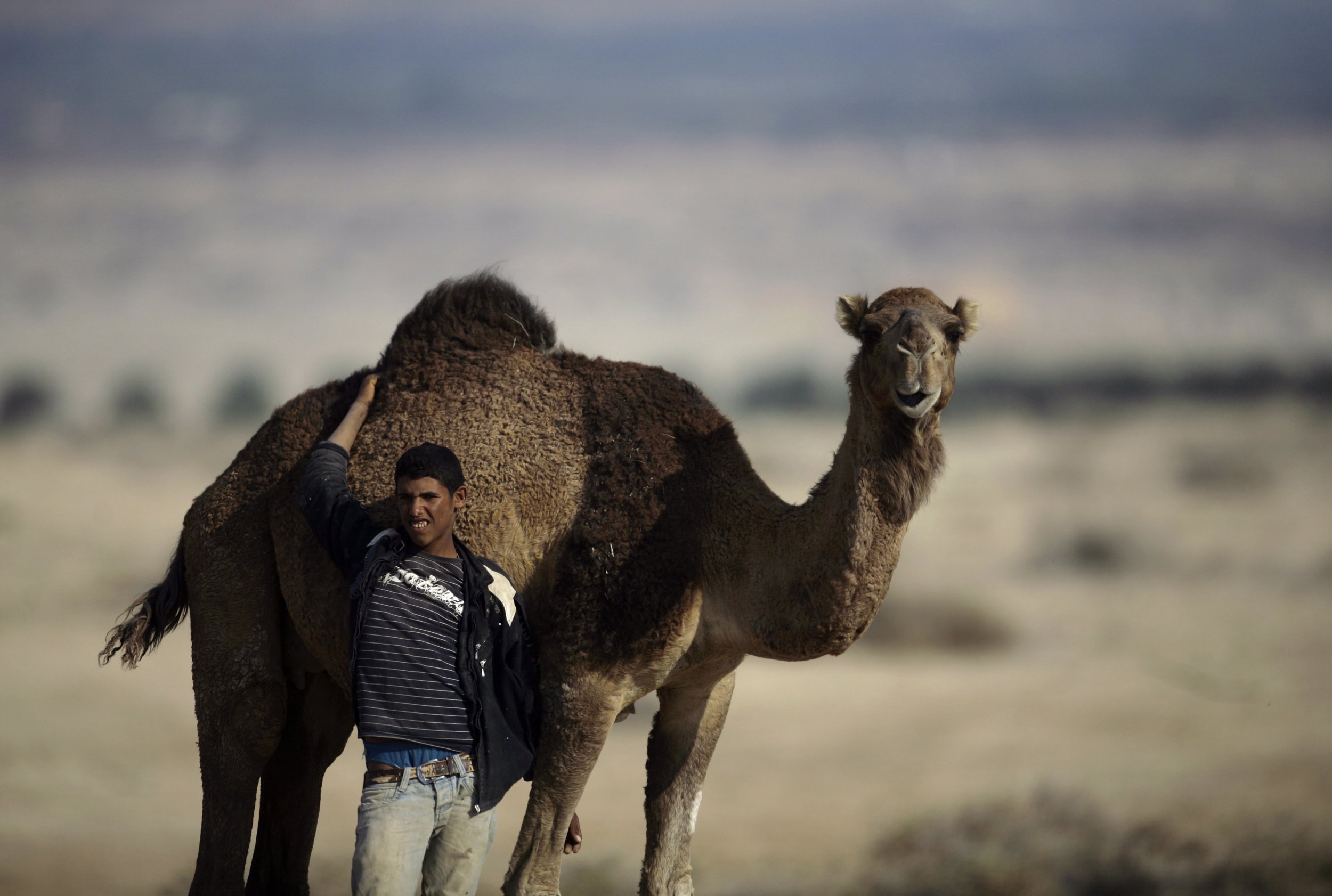 0127_Israel_Camel_WestBank_01