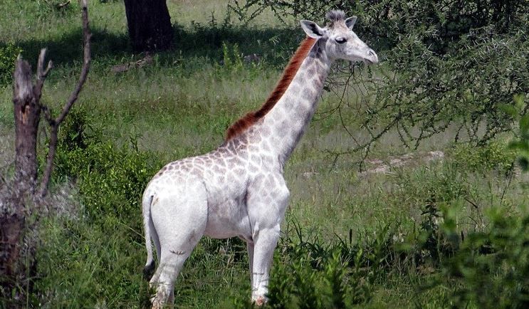 white-giraffe