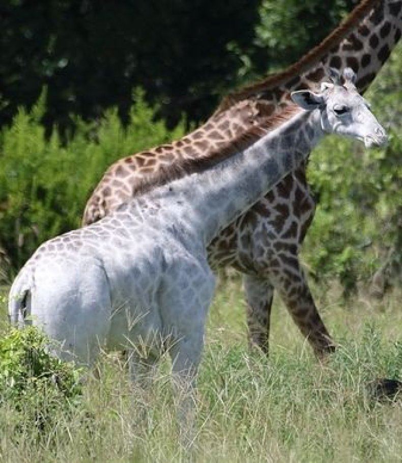 white-giraffe