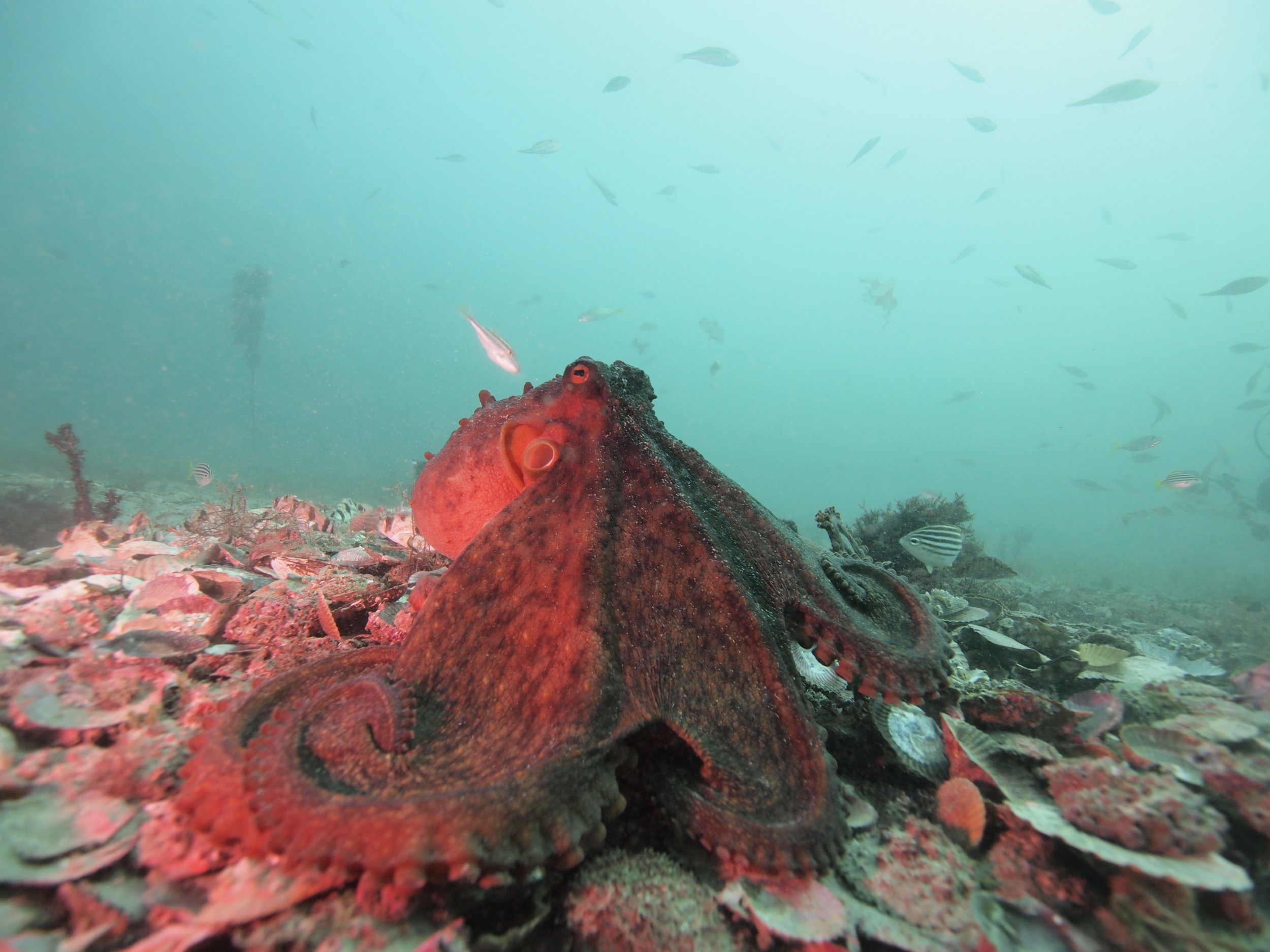 Octopuses More Social Than Thought, 'Octopolis' Denizens Prove - Newsweek