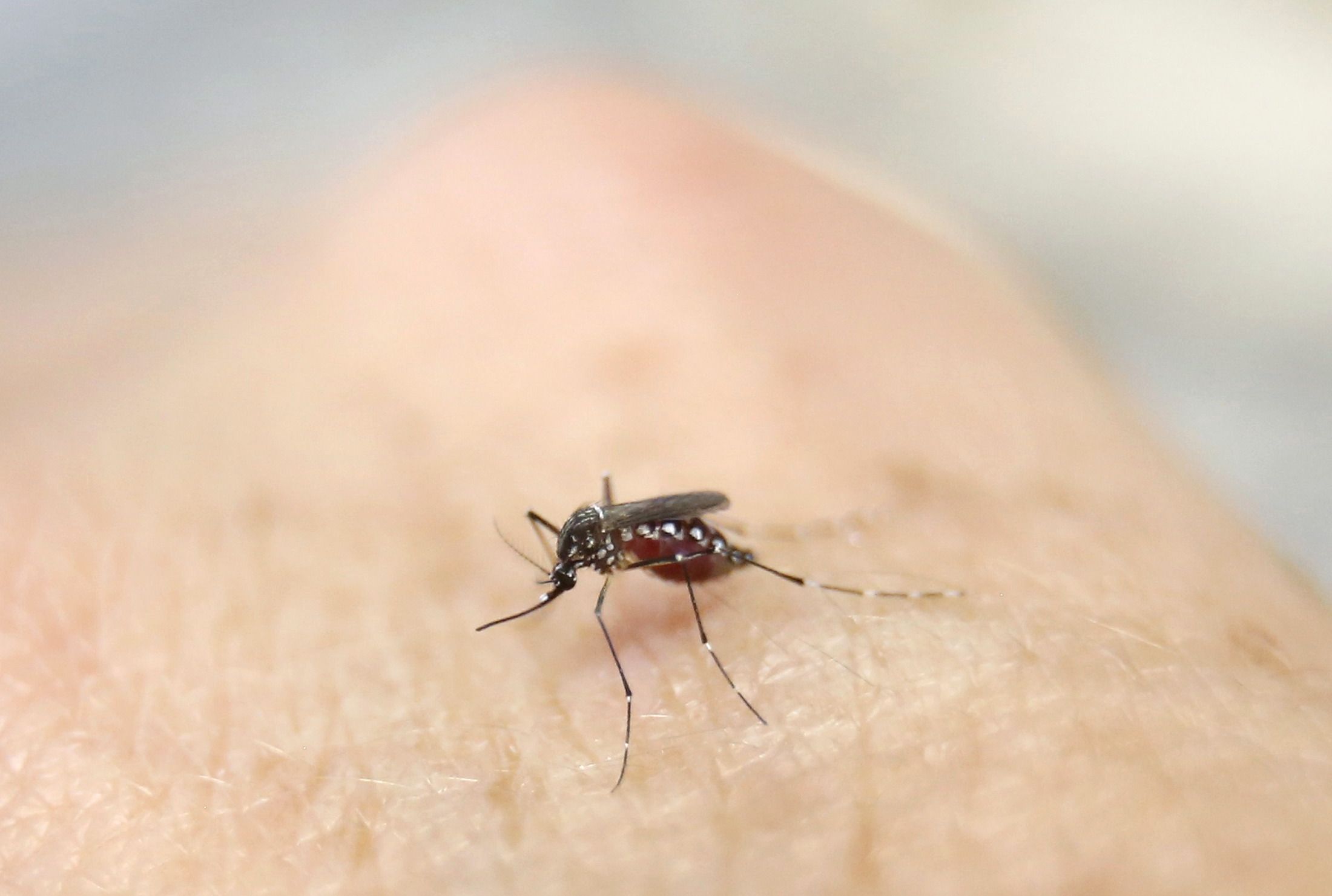 A Mosquito Lands on A Hand