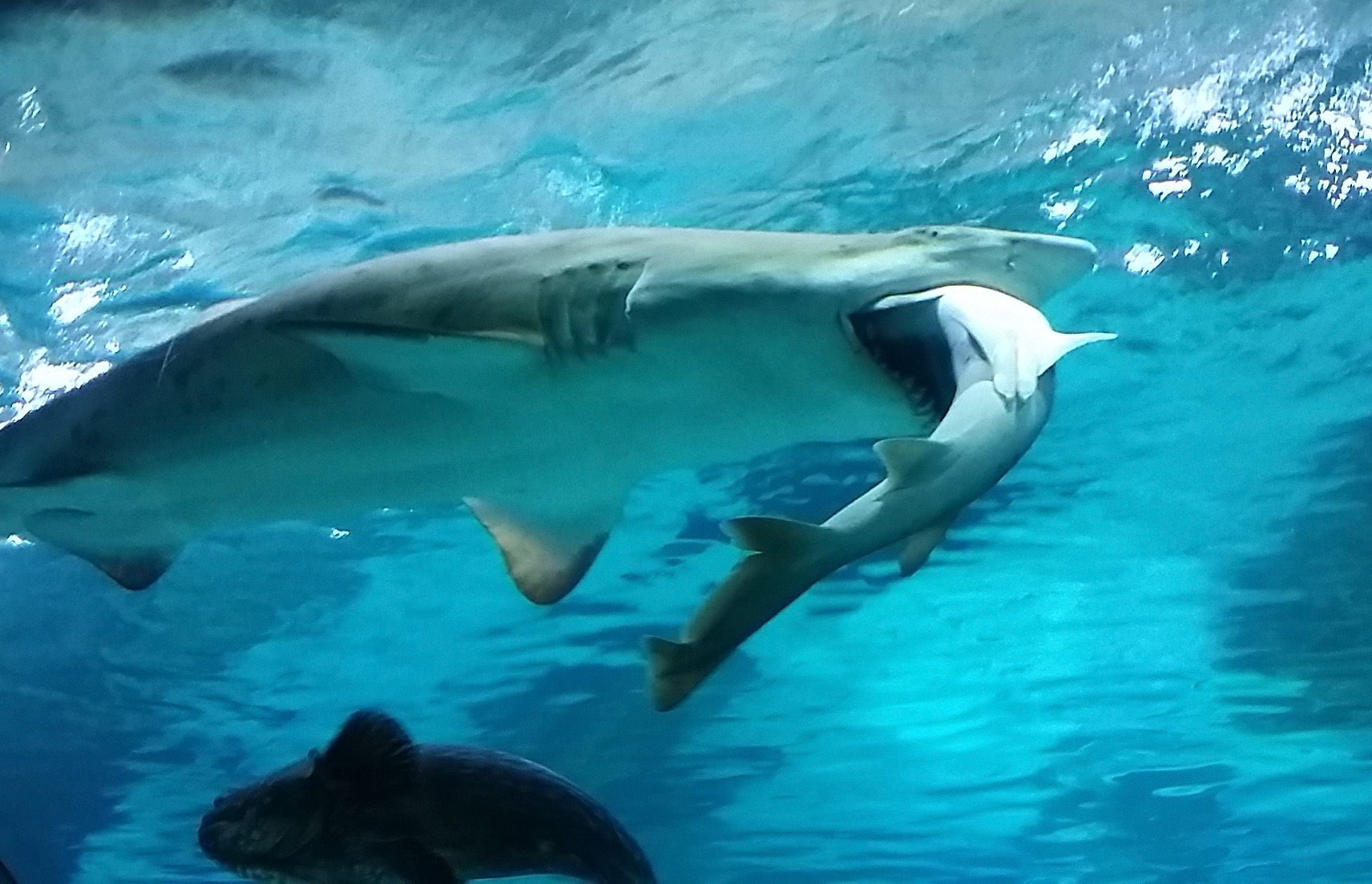 Image result for Female Shark in Seoul Aquarium Eats Male Shark Because He Kept Bumping Into Her