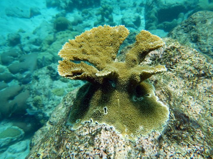 elkhorn-coral-1