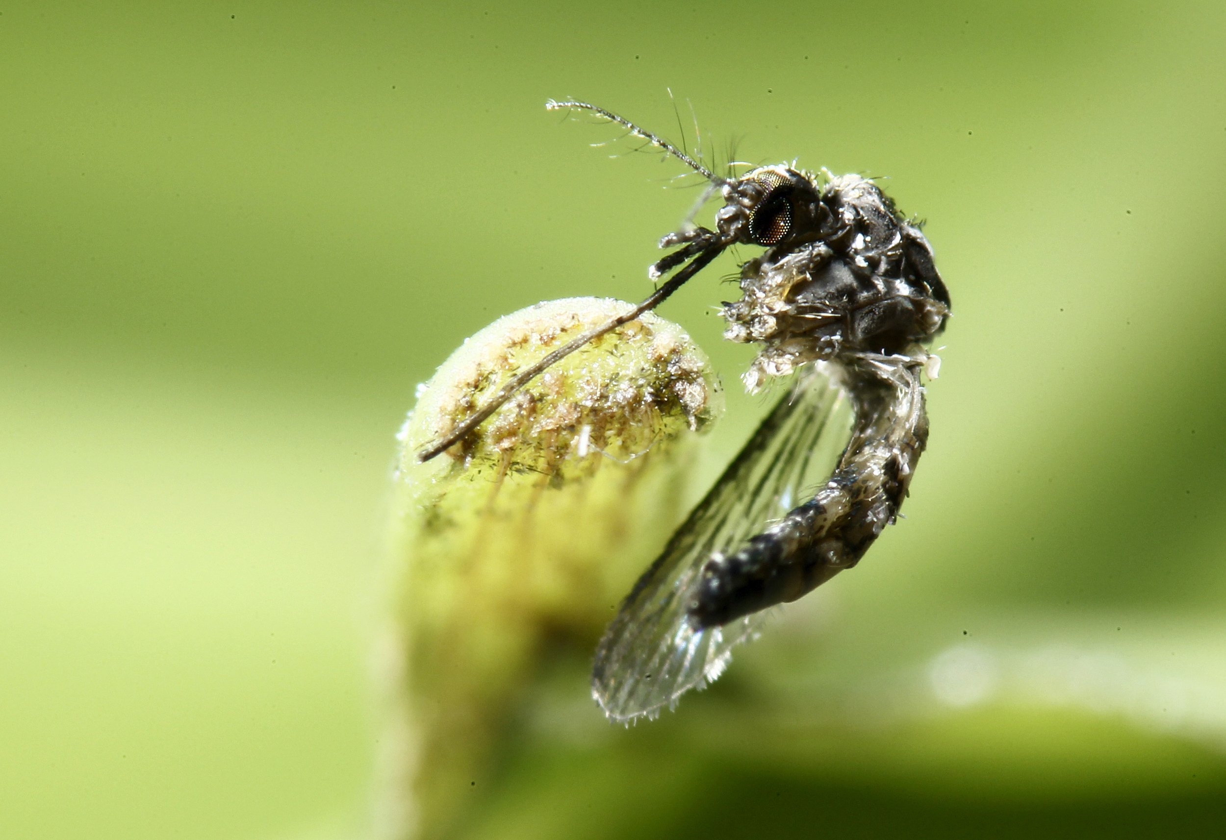 aedes aegypti mosquito zika virus