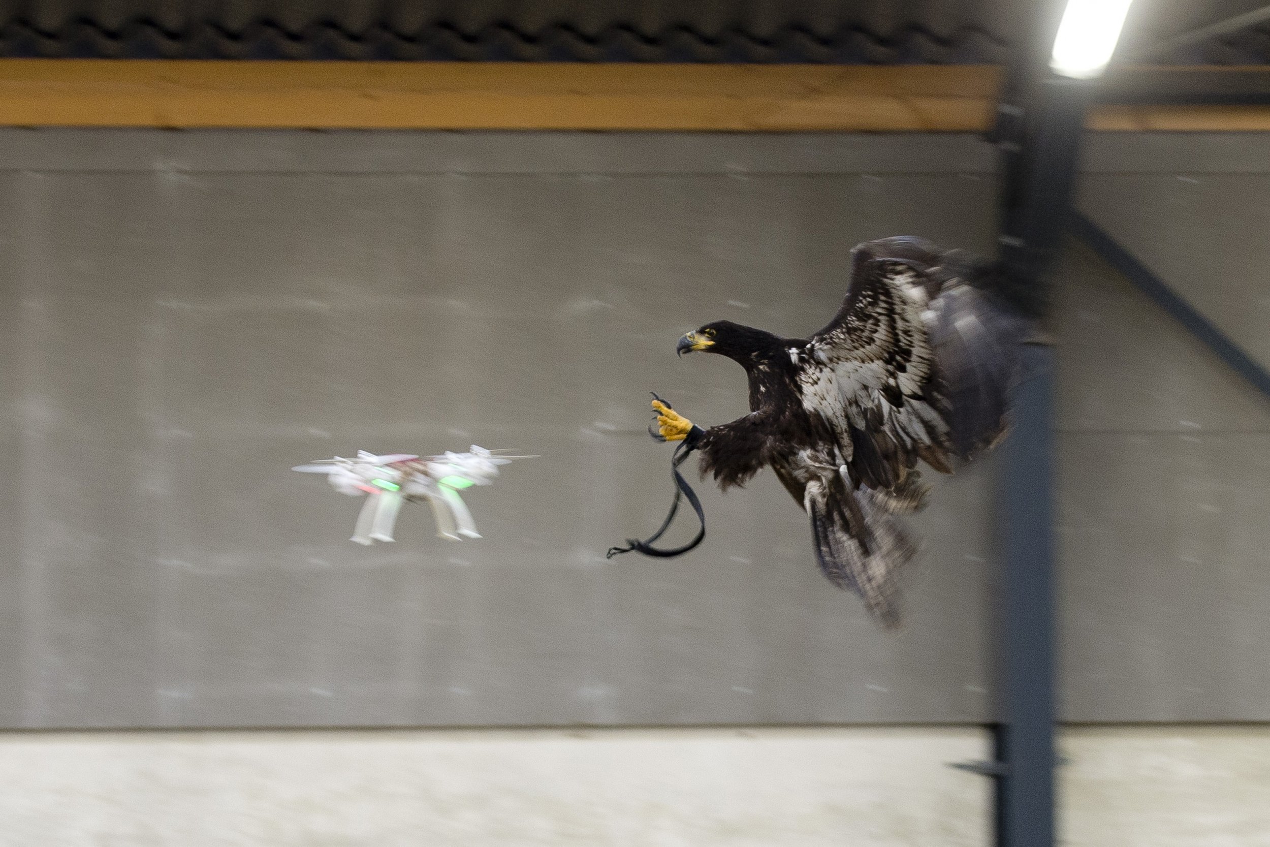 drone eagle catcher uav quadcopter police