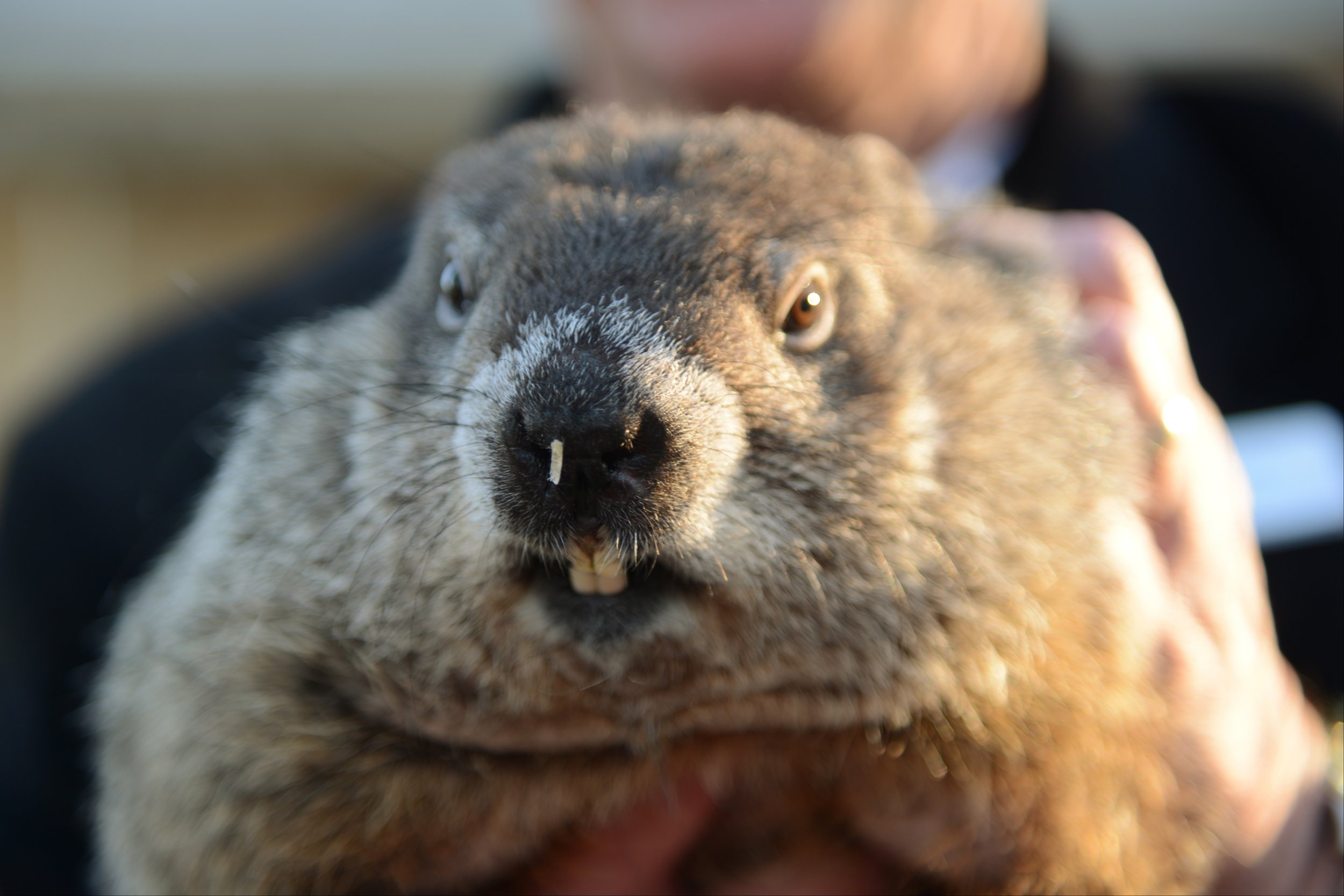 Download Renowned Groundhog Punxsutawney Phil Does Not See Shadow ...