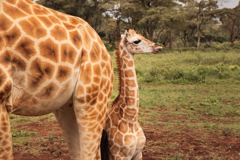 2015_GiraffeManor_Kenya_MG_0248