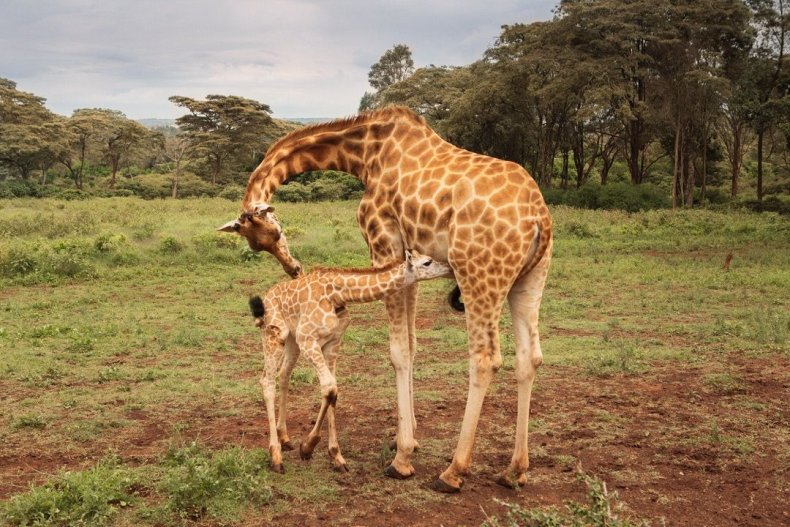 2015_GiraffeManor_Kenya_MG_0254