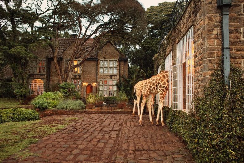 2015_GiraffeManor_Kenya_MG_0368