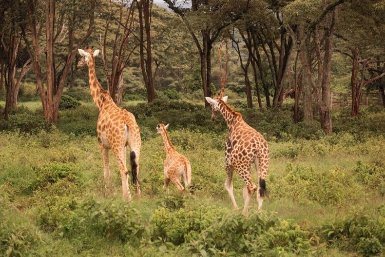 2015_GiraffeManor_Kenya_MG_0268