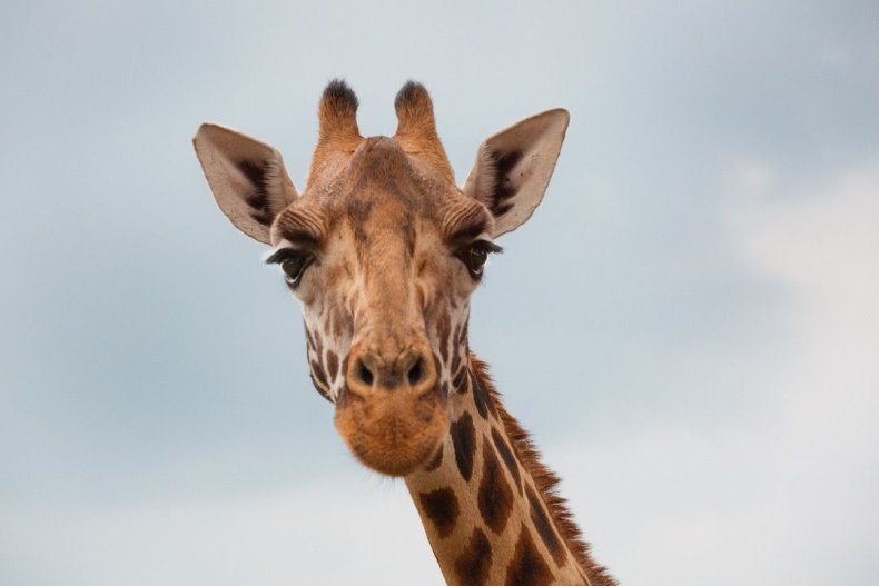 2015_GiraffeManor_Kenya_MG_0056