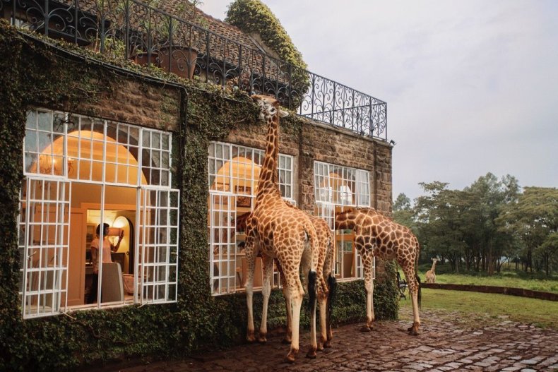 2015_GiraffeManor_Kenya_MG_0404