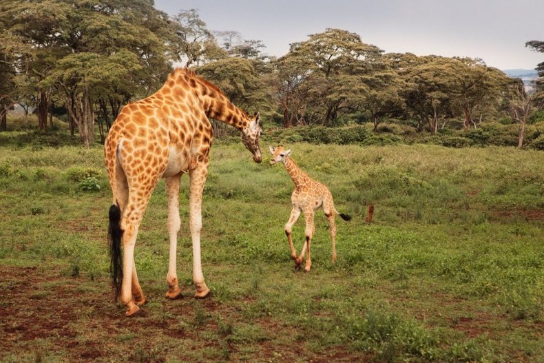 2015_GiraffeManor_Kenya_MG_0193