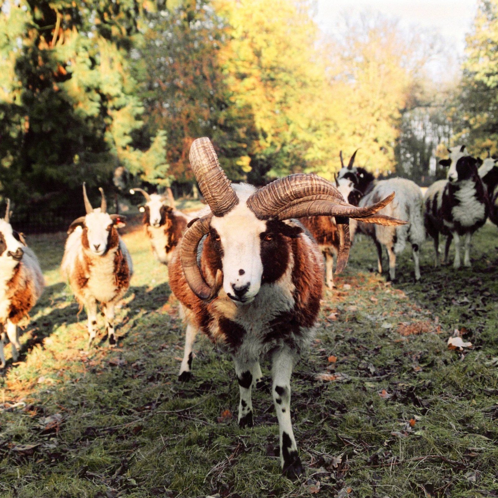 Get Nfl Move To L A Wrong Make Rams The Billings Bighorns Free Wallpaper Nfl Move To L A Wrong Make Rams The Billings Bighorns For Android