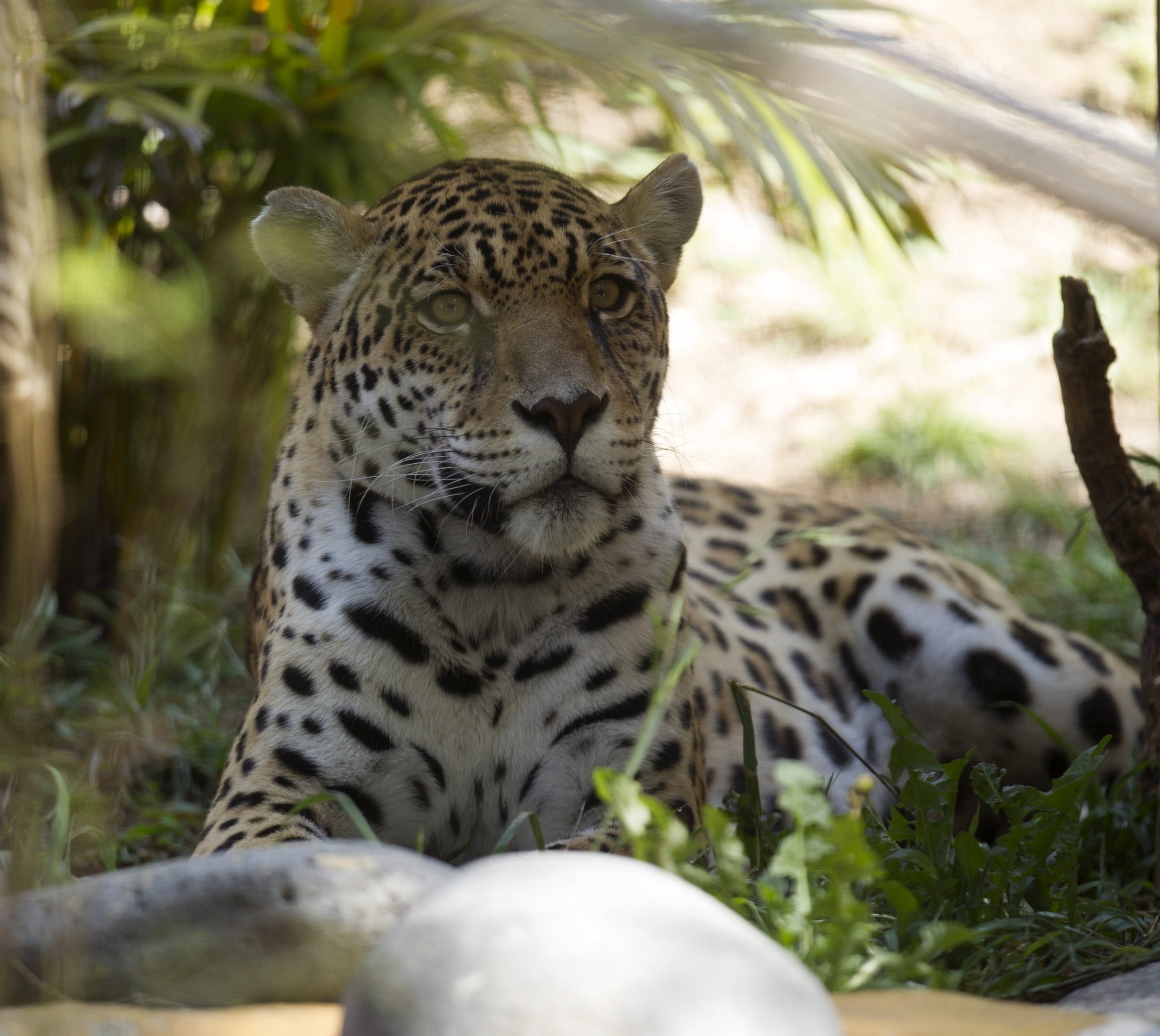 Video: America's Only Known Wild Jaguar Caught on Camera